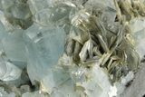 Gemmy Aquamarine Crystals on Muscovite - Museum Quality #238763-6